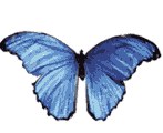 Голубая бабочка улетает