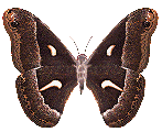 Бабочка (598)