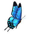 Бабочка (335)