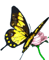 Красивая желто-черная бабочка на розе