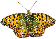 Бабочка (469)