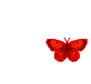 Бабочка (365)