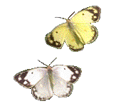 Бабочка (426)