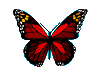 Красно-черно-желтая бабочка