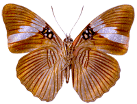 Очаровательная бабочка (8)