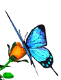 Голубая бабочка на розе