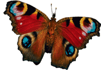 Бабочка (465)