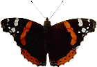 Бабочка (625)