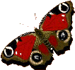 Бабочка (545)