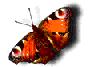 Бабочка (544)