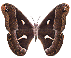 Бабочка (599)
