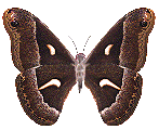 Бабочка (660)