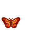 Бабочка (341)