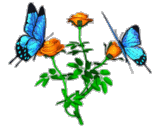 Очаровательная бабочка (3)