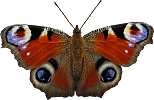 Бабочка (691)