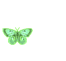 Бабочка (291)