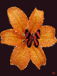 Бабочка на цветке лилии