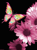 Розово-бирюзовая бабочка