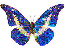 Очаровательная бабочка (14)