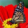 Бабочка- очаровашка на красном цветке