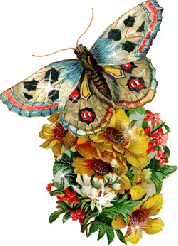 Яркая бабочка сидит на букете цветов