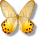 Бабочка с желтыми крыльями в точечках