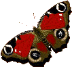 Бабочка (448)