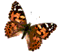 Бабочка-пеструшка