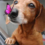 Собака породы такс смотрит на бабочку сидящую у нее на носу