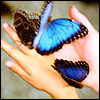Бабочки на ладони