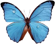 Очаровательная бабочка (1)
