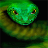 Змея (1)
