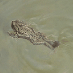 Лягушка плывет в воде, резво отталкиваясь задними лапками