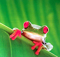 Лягушка с красными лапками