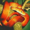  <b>Змея</b> на дереве 