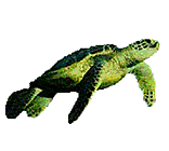 Зелёная черепаха