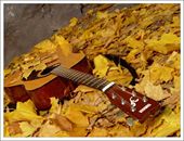  <b>Гитара</b> лежит на земле, засыпанная листвой 