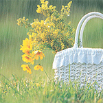 Сумка с цветами стоит под дождём