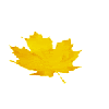 Желтый осенний лист клена