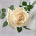 Белая роза на ветке с зелеными листьями