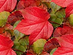  <b>Красные</b> осенние листья 