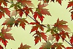 Красивые осенние листья (1)
