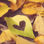 <b>Осенние</b> листья с сердечком 