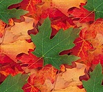 Красные осенние листья (4)