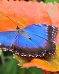  Синяя бабочка на <b>красном</b> листе 