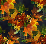 Красивые осенние листья (2)