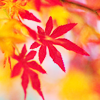  Осенние <b>красные</b> и желтые кленовые листья 