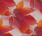 Красные осенние листья (3)