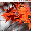  <b>Осенние</b> листья оранжевых тонов 