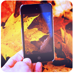 Фотография опавших осенних листьев в iphone